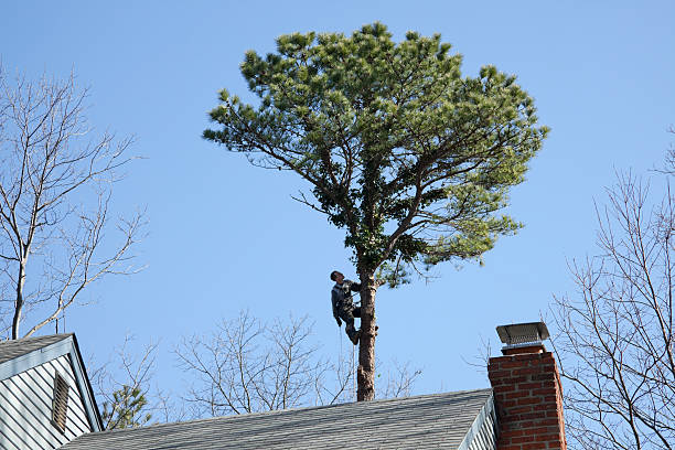 Professional Tree Care in Madera Acres, CA